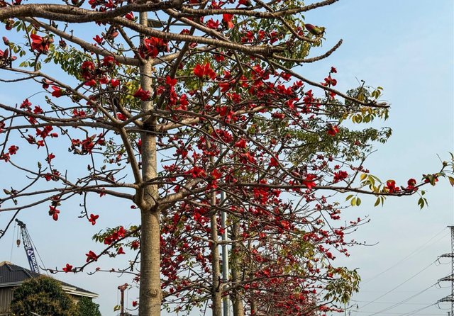 Hoa gạo nở đỏ rực như thắp lửa trên những cành cây (Ảnh: Phương Thảo)