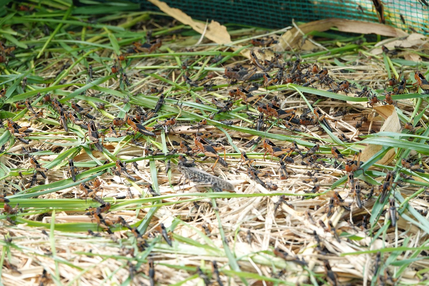 Về nguồn thức ăn, cào cào là nguồn thức ăn chủ yếu, đóng vai trò quan trọng trong quá trình nuôi dưỡng ong đất, đặc biệt trong mùa đông. Việc đảm bảo nguồn cào cào dồi dào, chất lượng không chỉ giúp ong duy trì sức khỏe mà còn góp phần nâng cao tỉ lệ sống và phát triển của đàn sau thời kỳ ngủ đông.