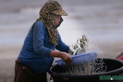 Ngư dân trúng đậm mỗi ngày nhờ loài cá giàu đạm