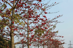 Tháng 3, Hà nội rực rỡ với muôn sắc hoa, nhiều người thích thú tránh thủ check-in