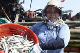 Ngư dân Thanh Hóa kiếm tiền triệu mỗi ngày mùa cá trích