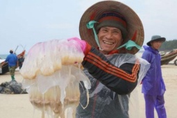 Ra biển bủa lưới bắt con vật không xương, dân Quảng Trị kiếm tiền triệu/ngày