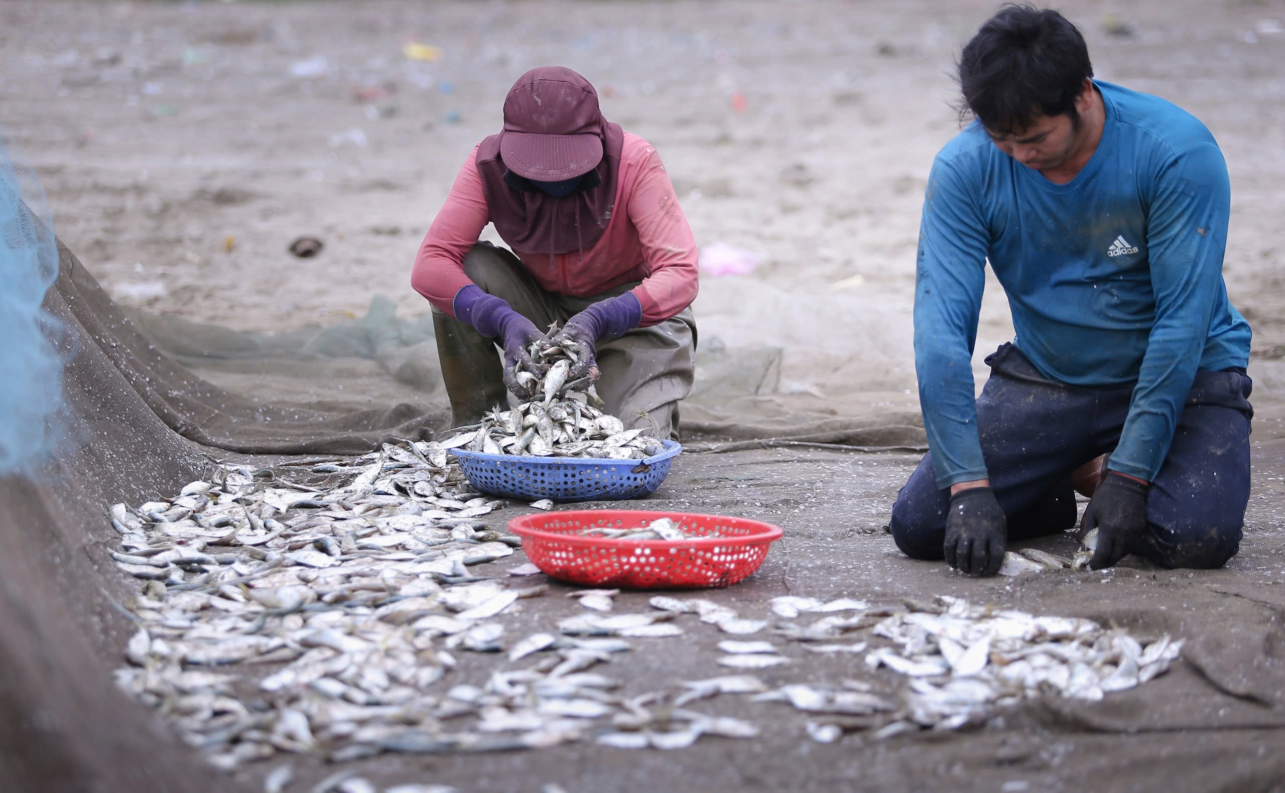 Ngư dân trúng đậm mỗi ngày nhờ loài cá giàu đạm - 5