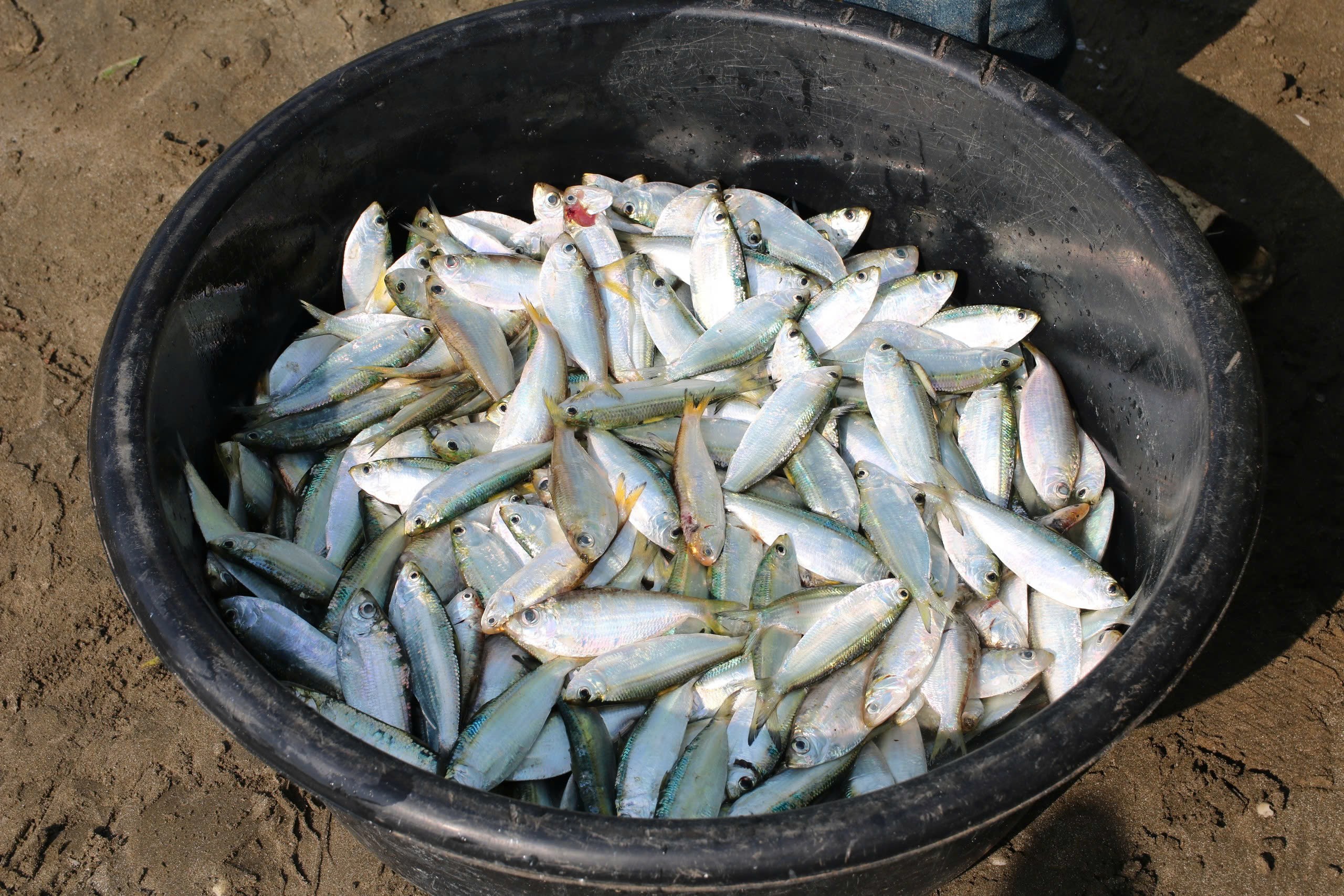 Cá trích tươi xanh, giàu giá trị dinh dưỡng.