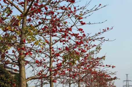 Tháng 3, Hà nội rực rỡ với muôn sắc hoa, nhiều người thích thú tránh thủ check-in