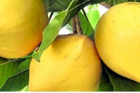 Lê ki ma: Quả dân dã biến thành “siêu thực phẩm” giá 2 triệu đồng/kg