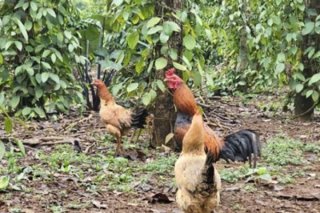 Giống gà gì tỉnh Quảng Trị ngày ăn mối, tối ngủ cây, con nho nhỏ mà nhà nào cũng ham mua