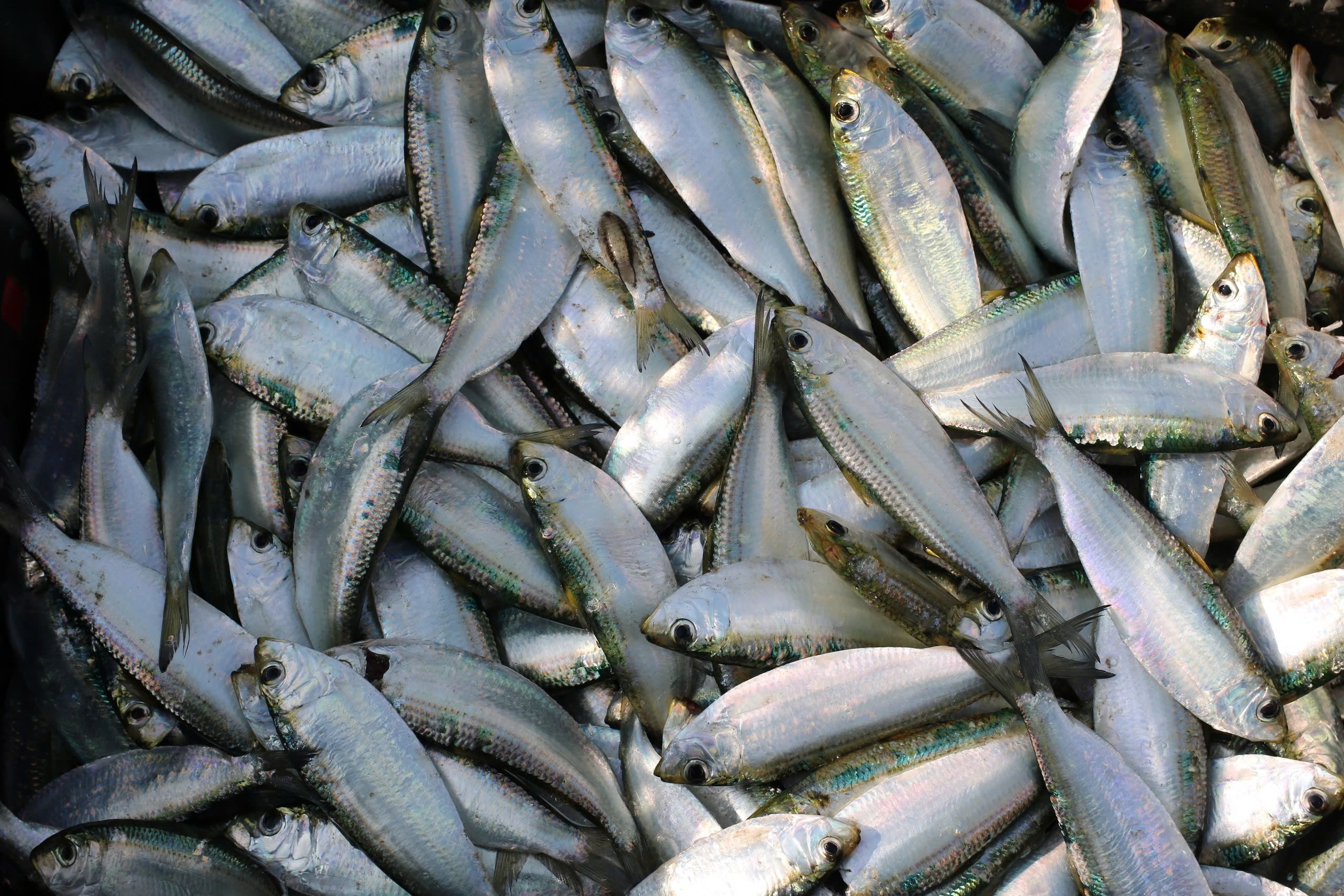 Cá trích tươi xanh, giàu giá trị dinh dưỡng.