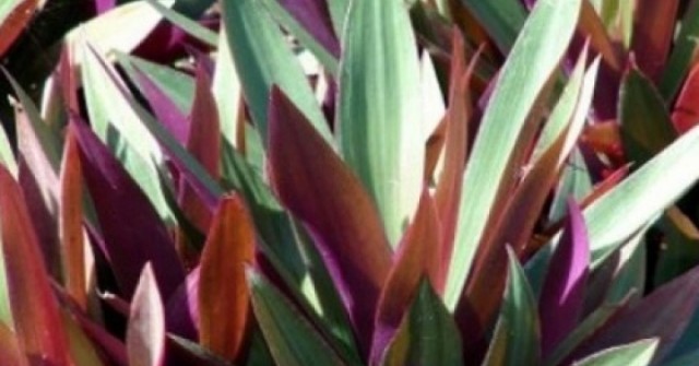 Loại cây nhiều người trồng vì đẹp lại là "thuốc quý" dưỡng tim, giải độc cực tốt