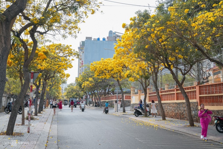 Hoa chuông nở vàng rực góc phố Vũng Tàu - 1