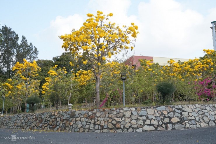 Hoa chuông nở vàng rực góc phố Vũng Tàu - 2