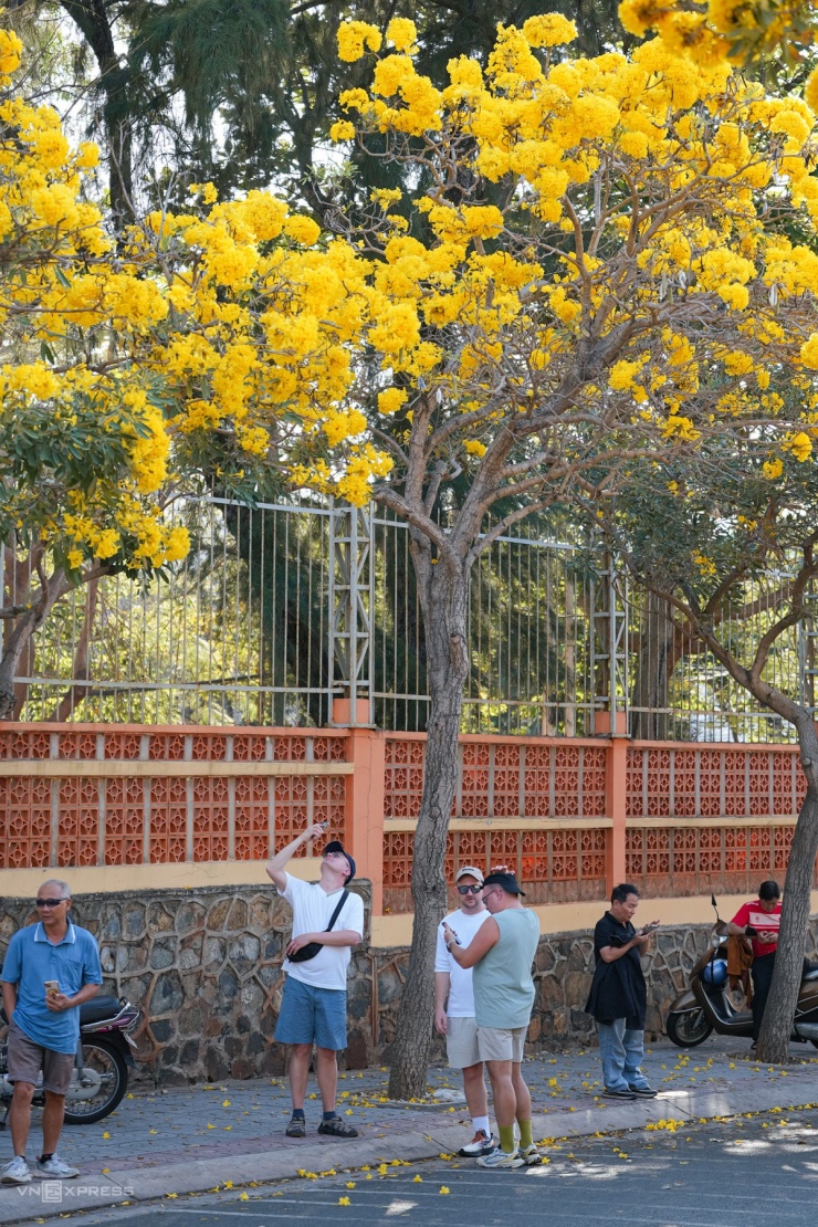 Hoa chuông nở vàng rực góc phố Vũng Tàu - 8