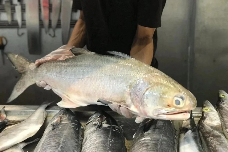 Loài cá quý có thể chuyển đổi giới tính, cá đực tự biến thành con cái để sinh sản, Việt Nam đã nhân giống thành công