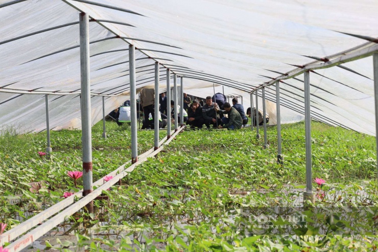 Việc nuôi ốc nhồi trong nhà màng giúp nhiệt độ ổn định, nuôi được qua mùa đông lạnh giá ở tỉnh Lạng Sơn. Ảnh: Hoàng Tính