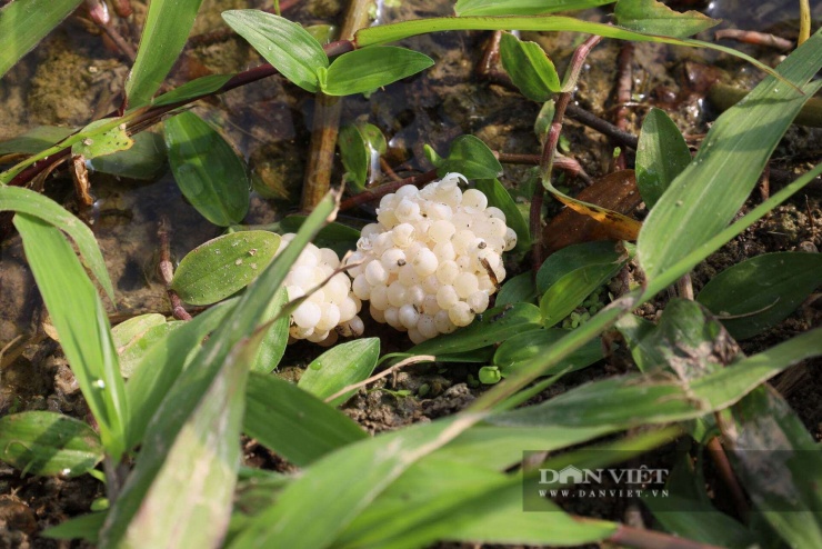 Ngoài 20 tấn ốc thương phẩm mỗi năm anh Nhuận cũng xuất bán được&nbsp;&nbsp;700 - 800 vạn ốc giống (có những năm đến 10 triệu con). Ảnh: Hoàng Tính