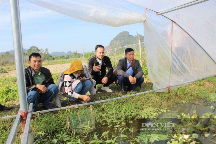 Đã có rất nhiều đoàn đến thăm quan, học hỏi kinh nghiệm từ mô hình nuôi ốc nhồi thuận tự nhiên của anh Nhuận. Ảnh: Hoàng Tính