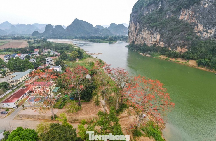 Những ngày tháng 3, những cây gạo mọc bên ven sông khu vực cửa Hà – sông Mã qua xã Cẩm Thủy (tỉnh Thanh Hóa), bung nở sắc hoa đỏ rực rỡ.