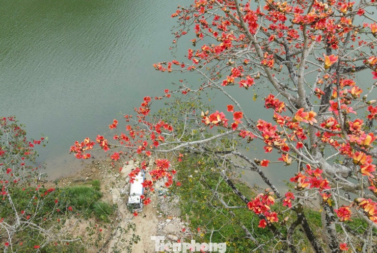 Hoa gạo cổ thụ đồng loạt bung nở, tạo nên khung cảnh mê hoặc