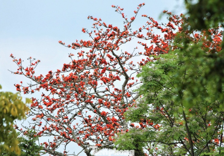 "Đi từ trên cầu đã thấy màu hoa đỏ rực rỡ giữa nền xanh của nước sông. Khi lại gần mới biết 5 cây gạo ở đây có 2 màu hoa khác biệt, cây thì đỏ đậm, cây khác lại màu cam nhạt trông rất bắt mắt", anh Thanh Tuấn (40 tuổi) cho hay.
