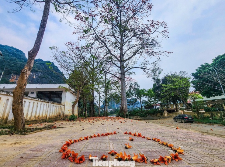 Nhiều bạn trẻ đến chiêm ngưỡng, sắp từng bông hoa gạo thành hình trái tim để check-in.