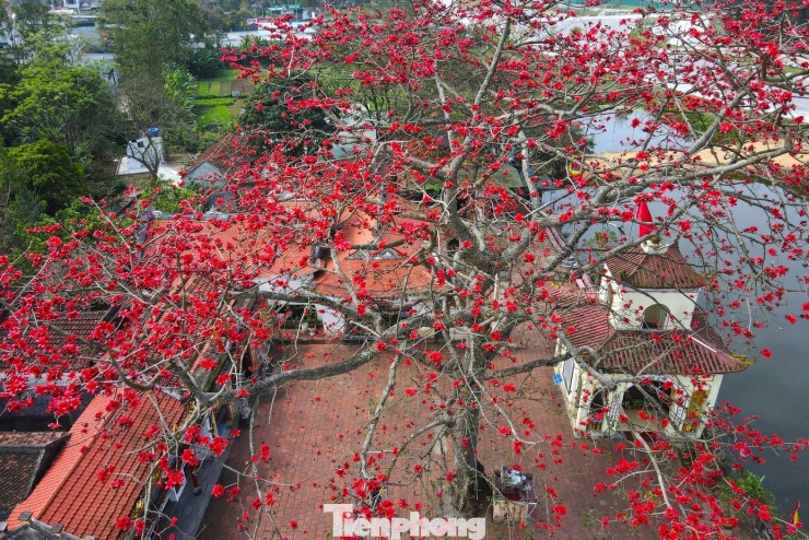 Cây gạo này cao hơn 20m, đường kính hơn 2m, thân có nhiều u sần sùi.