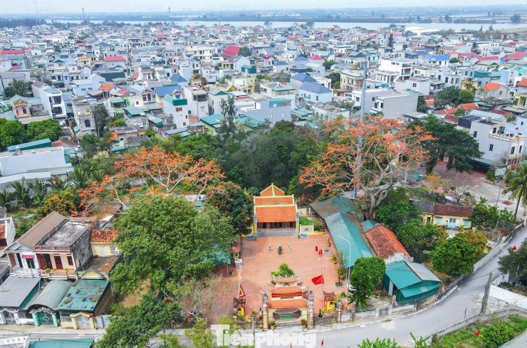 Cách đó không xa, tại đền Thanh Khê (phường Sầm Sơn) cũng có 2 cây gạo cổ thụ. Khác với các cây hoa gạo có sắc đỏ, hai cây hoa gạo ở đây có màu cam nhạt, thân cây to, tán rộng.