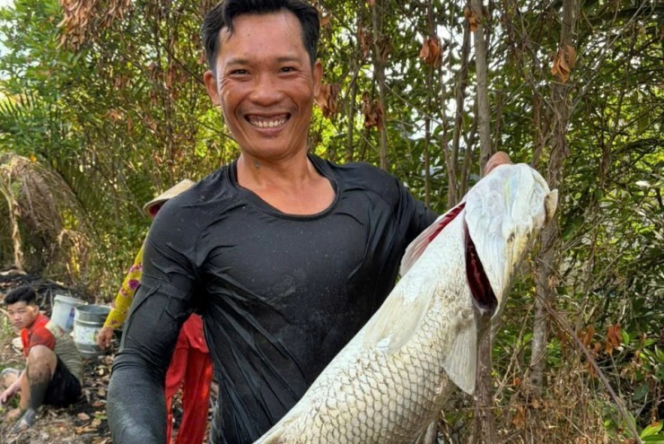 Thuốc cá là gì, vì sao để bắt cá vược-cá chẽm to bự, nặng 12kg trong vuông tôm, dân Cà Mau lại thuốc cá?