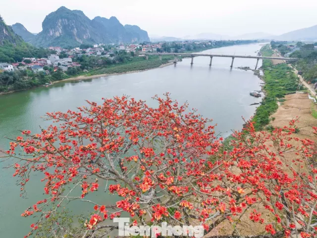 Mê mẩn hoa gạo đỏ rực, 'thắp lửa' ven sông