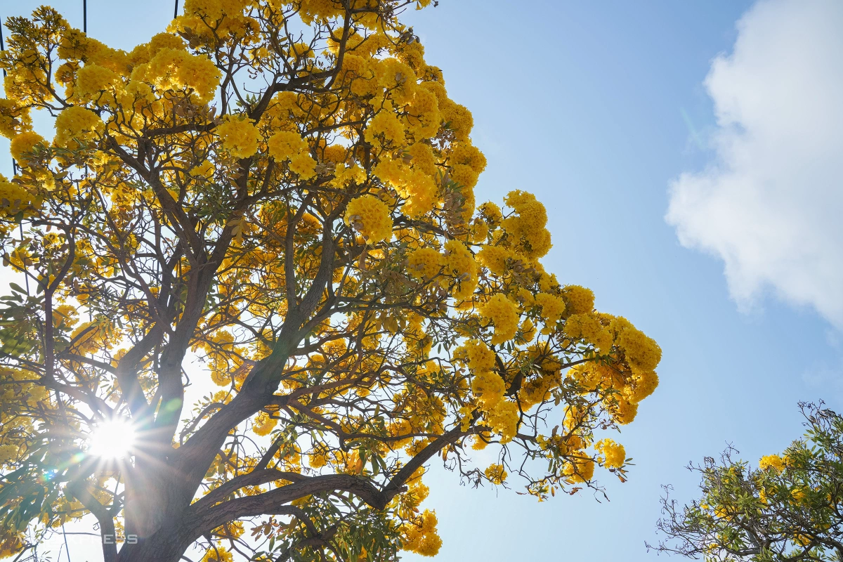 Hoa chuông nở vàng rực góc phố Vũng Tàu - 3