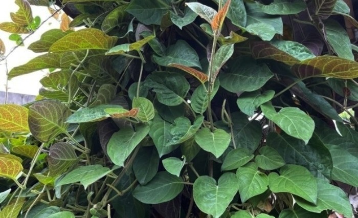 Lá mơ từ lâu đã quen thuộc trong bữa ăn của người Việt như một loại rau thơm ăn kèm.