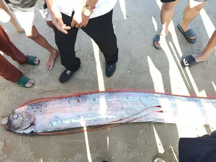 Cá mái chèo dài gần 4 m, thân bạc, vây đỏ đặc trưng, xuất hiện hiếm hoi ở vùng nước cạn, gây tò mò cho nhiều người