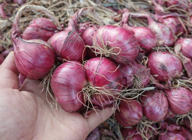 Hành củ là một loại gia vị không thể thiếu trong căn bếp của các gia đình. Ảnh: Quỳnh Mai.