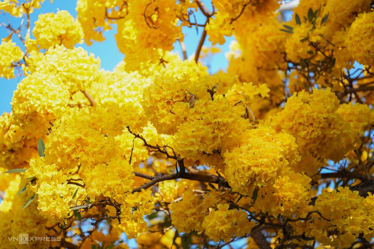 Hoa chuông nở vàng rực góc phố Vũng Tàu - 4