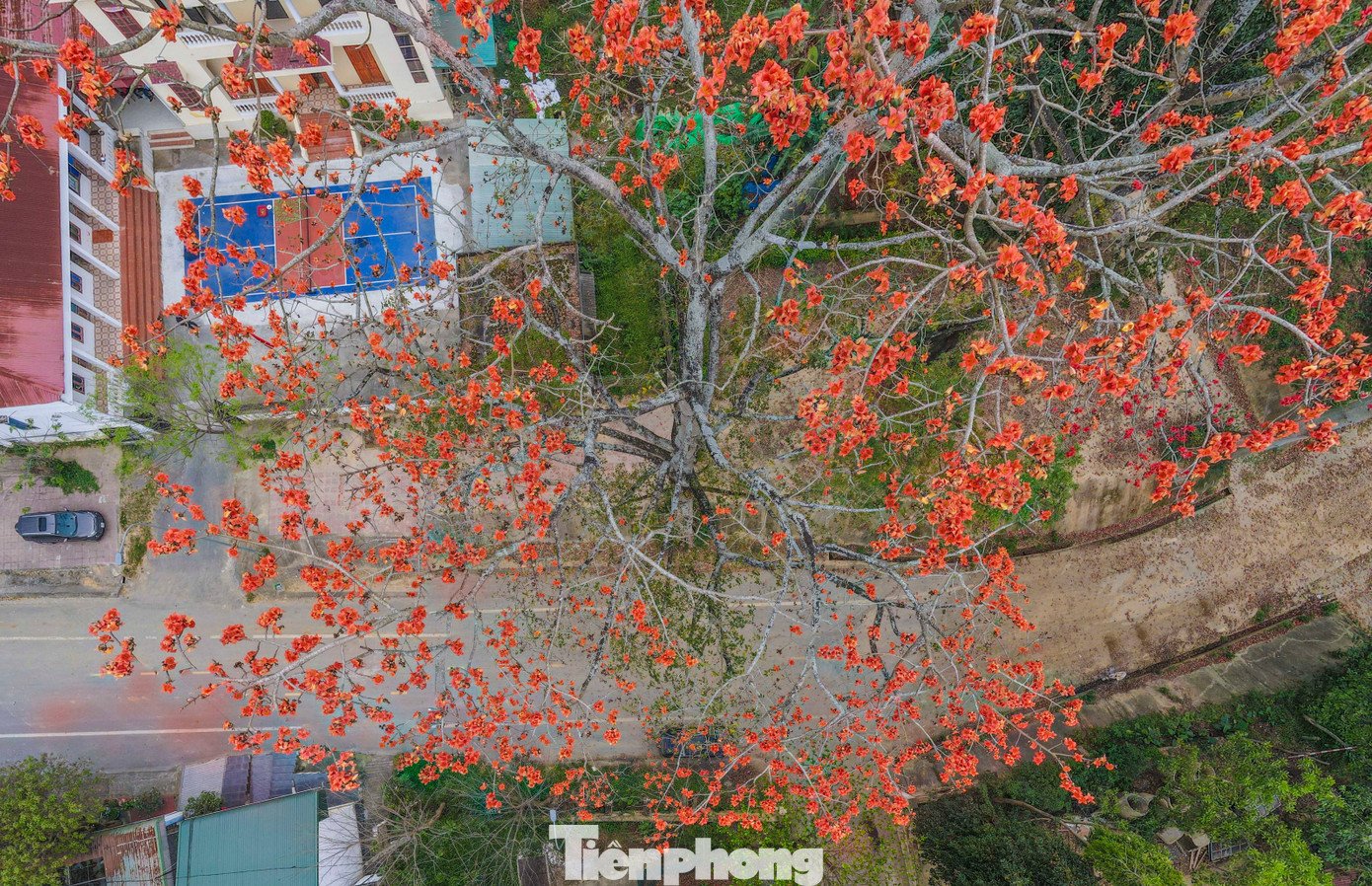 Mê mẩn hoa gạo đỏ rực, 'thắp lửa' ven sông - 6