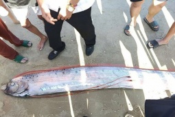 Cá Mái chèo dài gần 4 m dạt vào bờ biển ở Lâm Đồng, người hiếu kỳ vây quanh