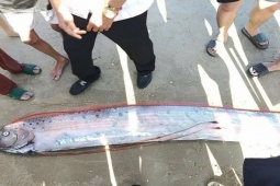 Cá Mái chèo dài gần 4 m dạt vào bờ biển ở Lâm Đồng, người hiếu kỳ vây quanh