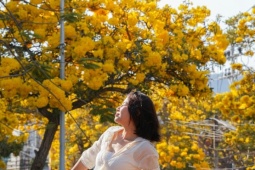 Hoa chuông nở vàng rực góc phố Vũng Tàu