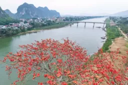 Mê mẩn hoa gạo đỏ rực, 'thắp lửa' ven sông