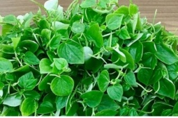 Việt Nam có vị “thuốc bổ tự nhiên” giòn dai mọng nước, ăn vào tốt ngang nhân sâm