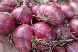 Giá hành củ giảm sâu, người dân đổ xô mua tích trữ: Bảo quản sao cho không bị hỏng?