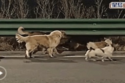 Video: Cảm động hình ảnh 7 chú chó bị trộm bắt cùng trốn thoát, dìu nhau về nhà