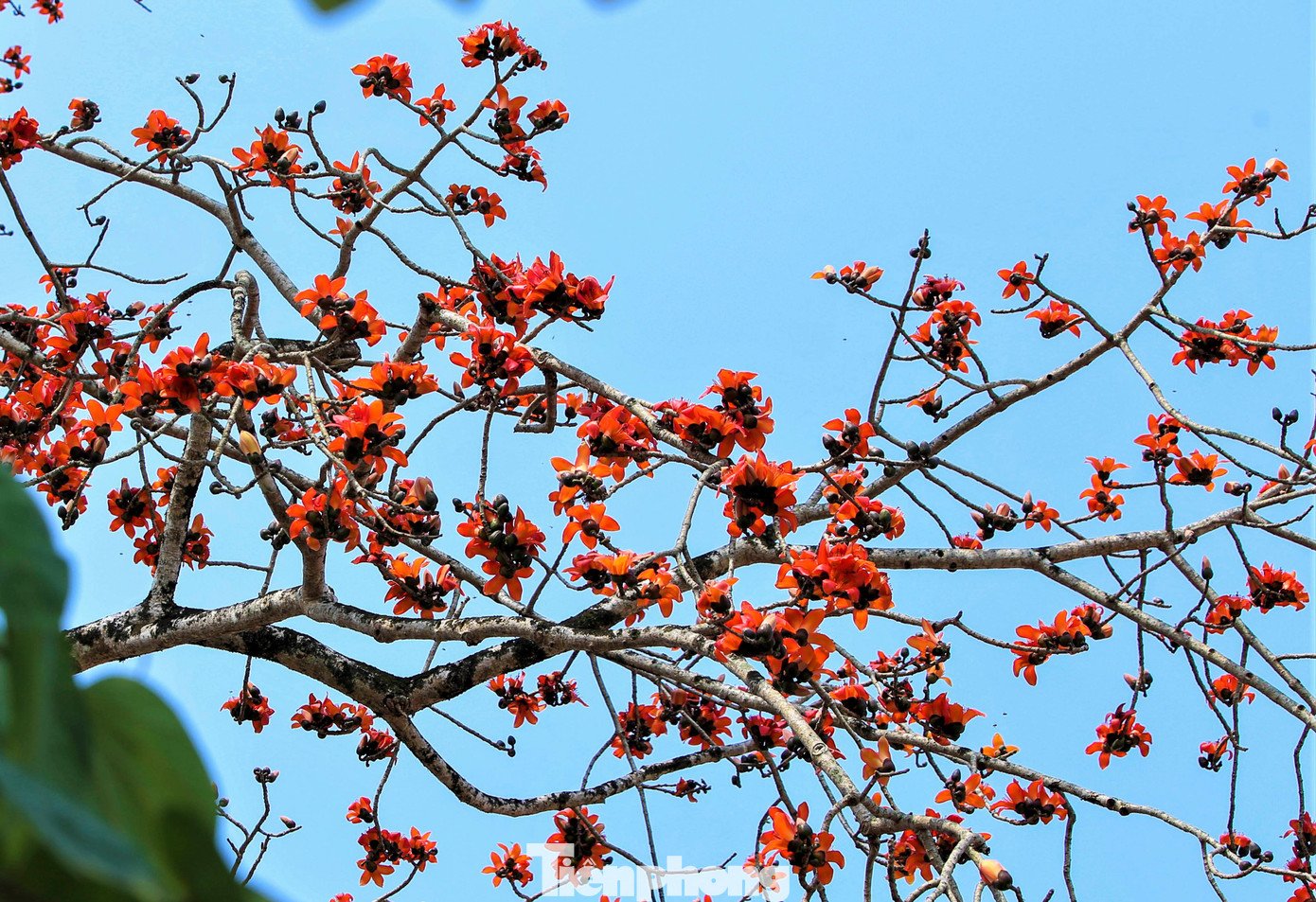 Mê mẩn hoa gạo đỏ rực, 'thắp lửa' ven sông - 7