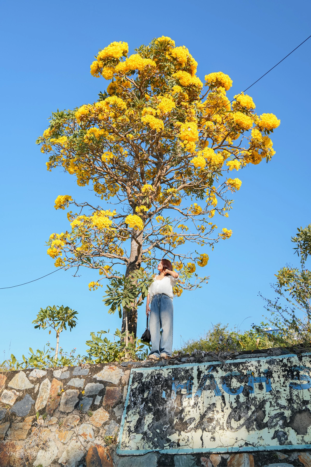 Hoa chuông nở vàng rực góc phố Vũng Tàu - 6