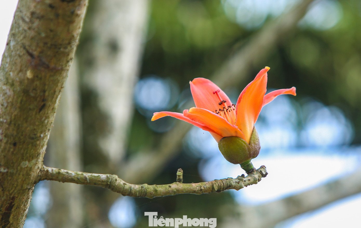 Mê mẩn hoa gạo đỏ rực, 'thắp lửa' ven sông - 8