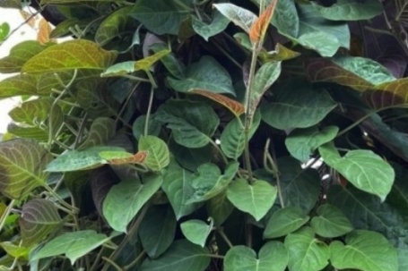 Loại lá mọc dại khắp nơi, được xem là ‘bảo bối’ cho hệ tiêu hóa