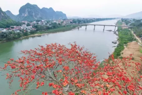 Mê mẩn hoa gạo đỏ rực, 'thắp lửa' ven sông