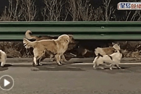 Video: Cảm động hình ảnh 7 chú chó bị trộm bắt cùng trốn thoát, dìu nhau về nhà