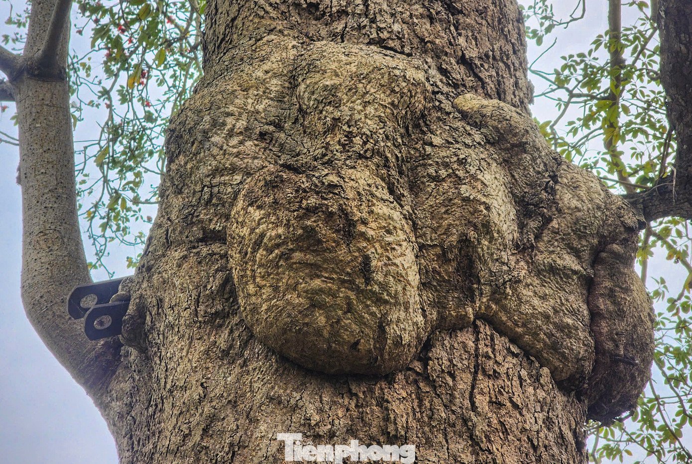 Những cây gạo có gốc to, sần sùi; thân cây cao hàng chục mét.