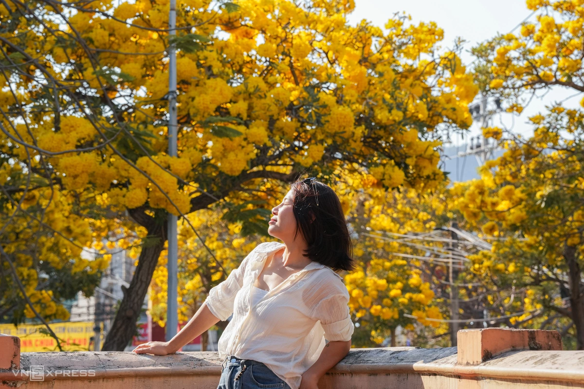 Hoa chuông nở vàng rực góc phố Vũng Tàu - 11