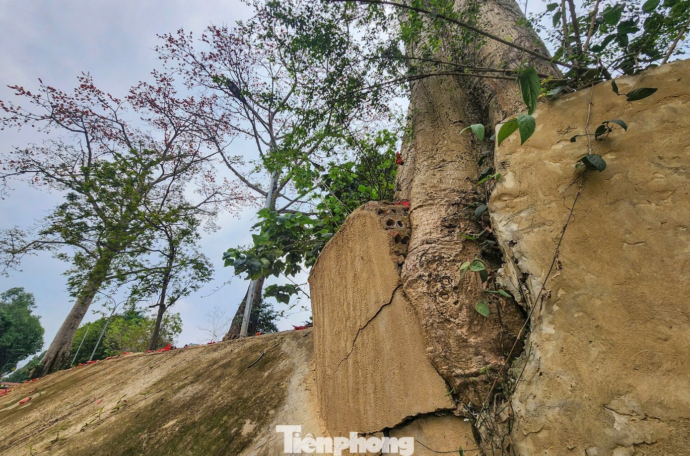 Những cây gạo có gốc to, sần sùi; thân cây cao hàng chục mét.